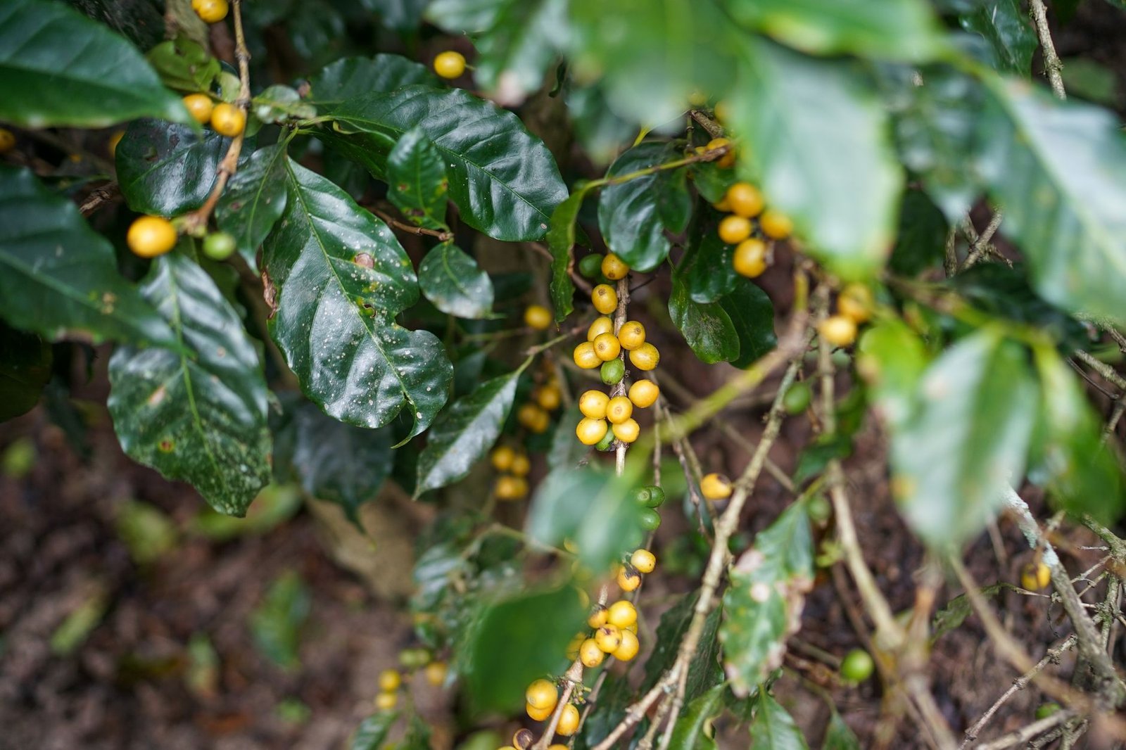Vibrant yellow Arabica coffee cherries growing on a plantation in Lâm Đồng, Vietnam.